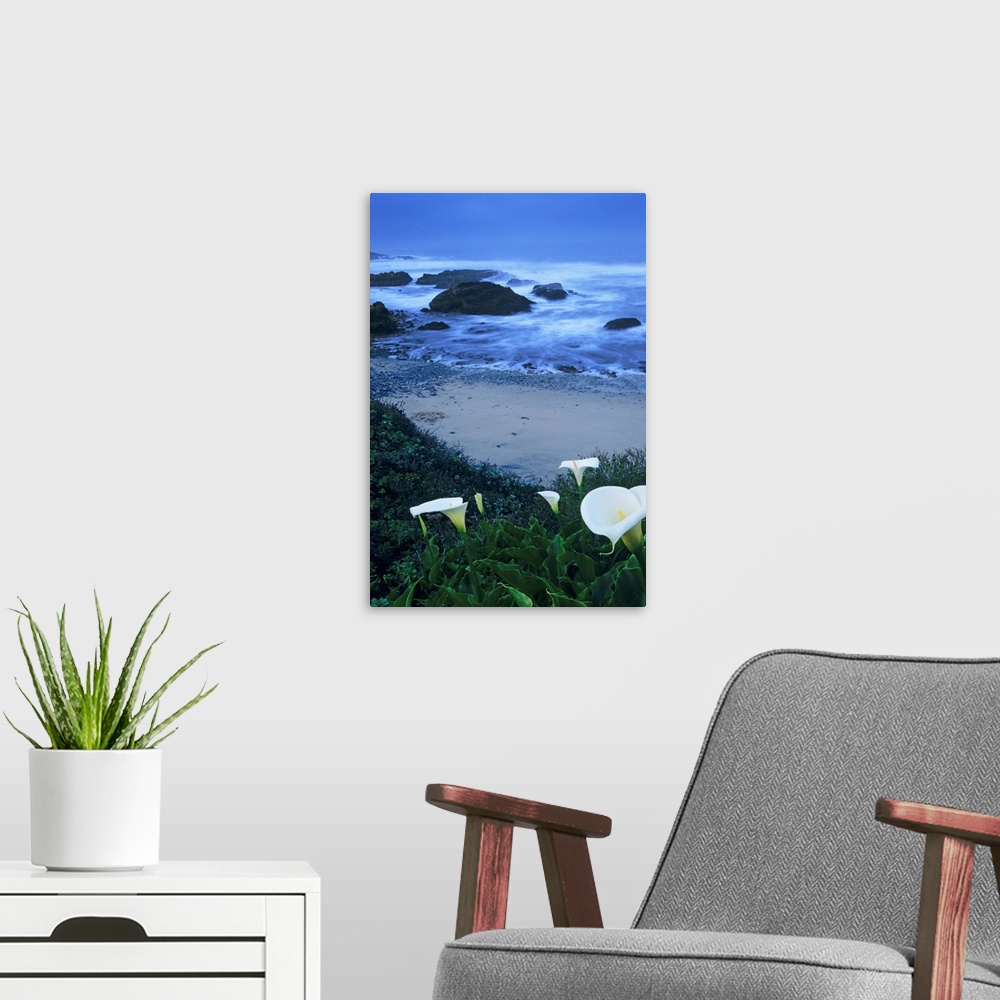 A modern room featuring California, Pescadero, Calla Lilies Along Coastline, Beach And Ocean In Background