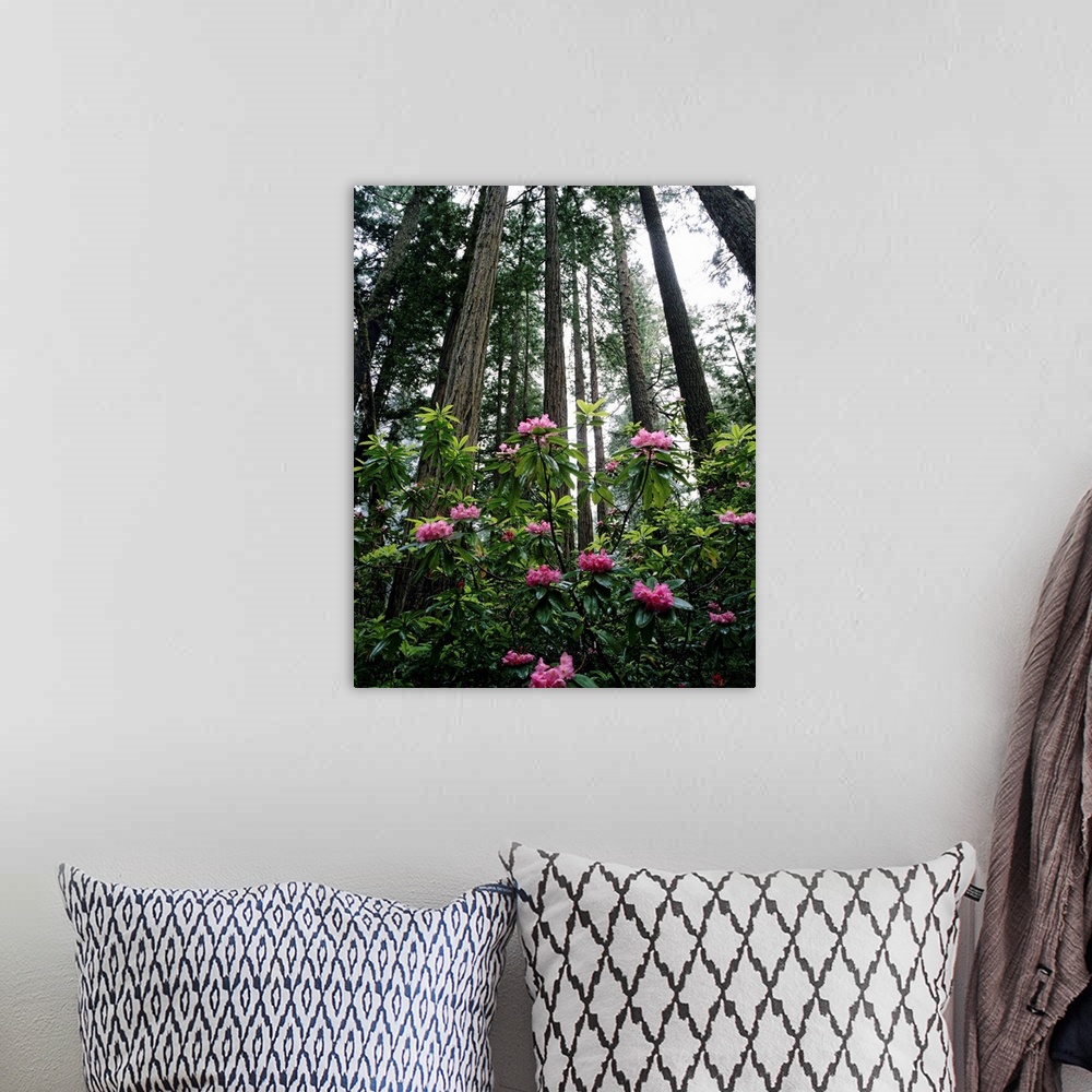 A bohemian room featuring California, Rhododendrons And Coast Redwoods In Fog