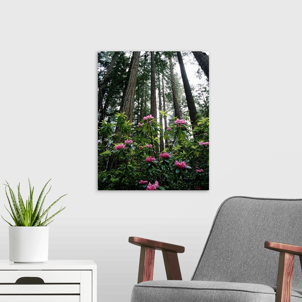 A modern room featuring California, Rhododendrons And Coast Redwoods In Fog