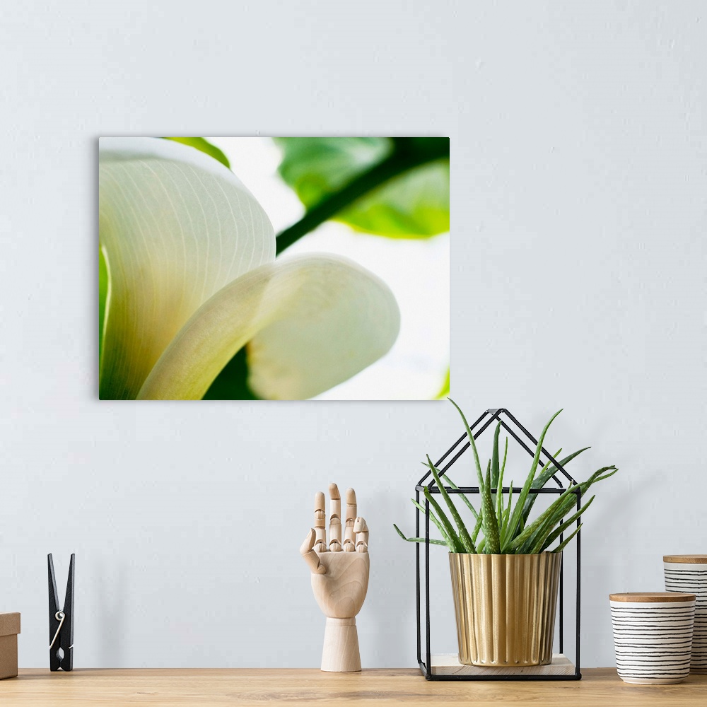 A bohemian room featuring A big piece that is a closely taken photograph of a white calla lily from the side. Leaves and st...