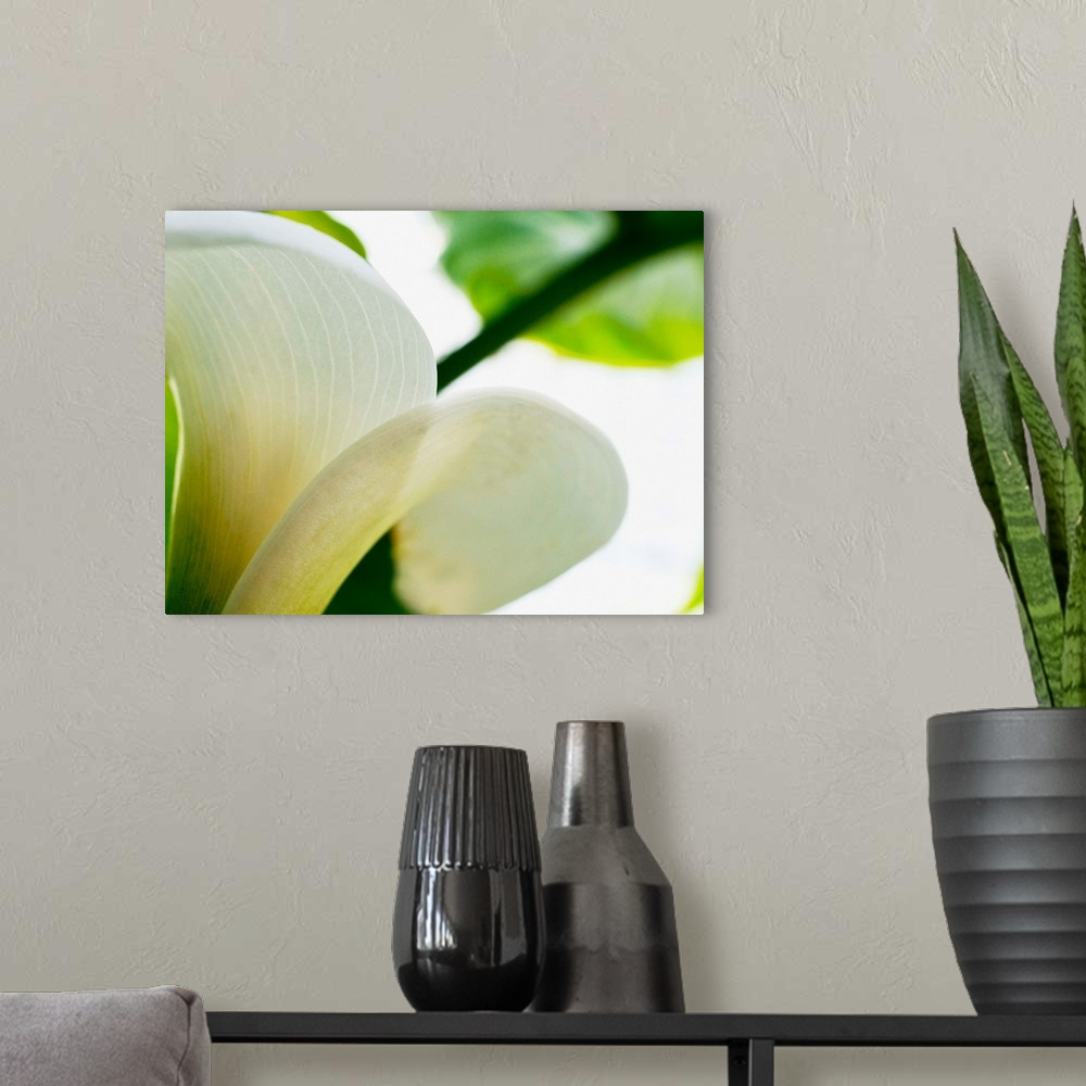 A modern room featuring A big piece that is a closely taken photograph of a white calla lily from the side. Leaves and st...