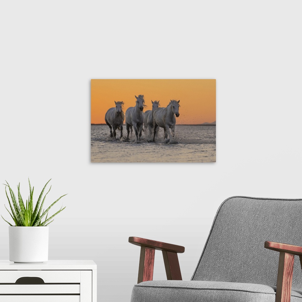 A modern room featuring Camargue horses running through the water at sunrise in the south of France. A fine example of th...