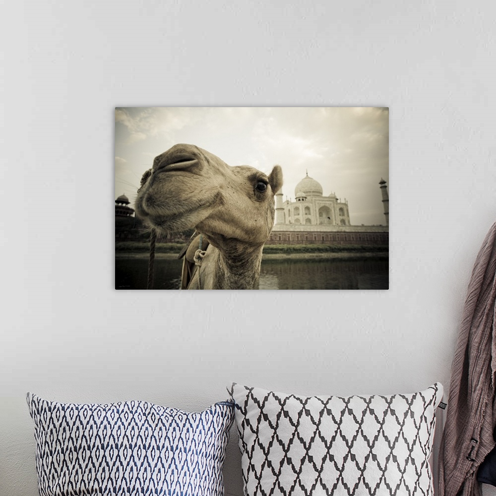 A bohemian room featuring Camel In Front Of The Yamuna River And Taj Mahal, Agra, India