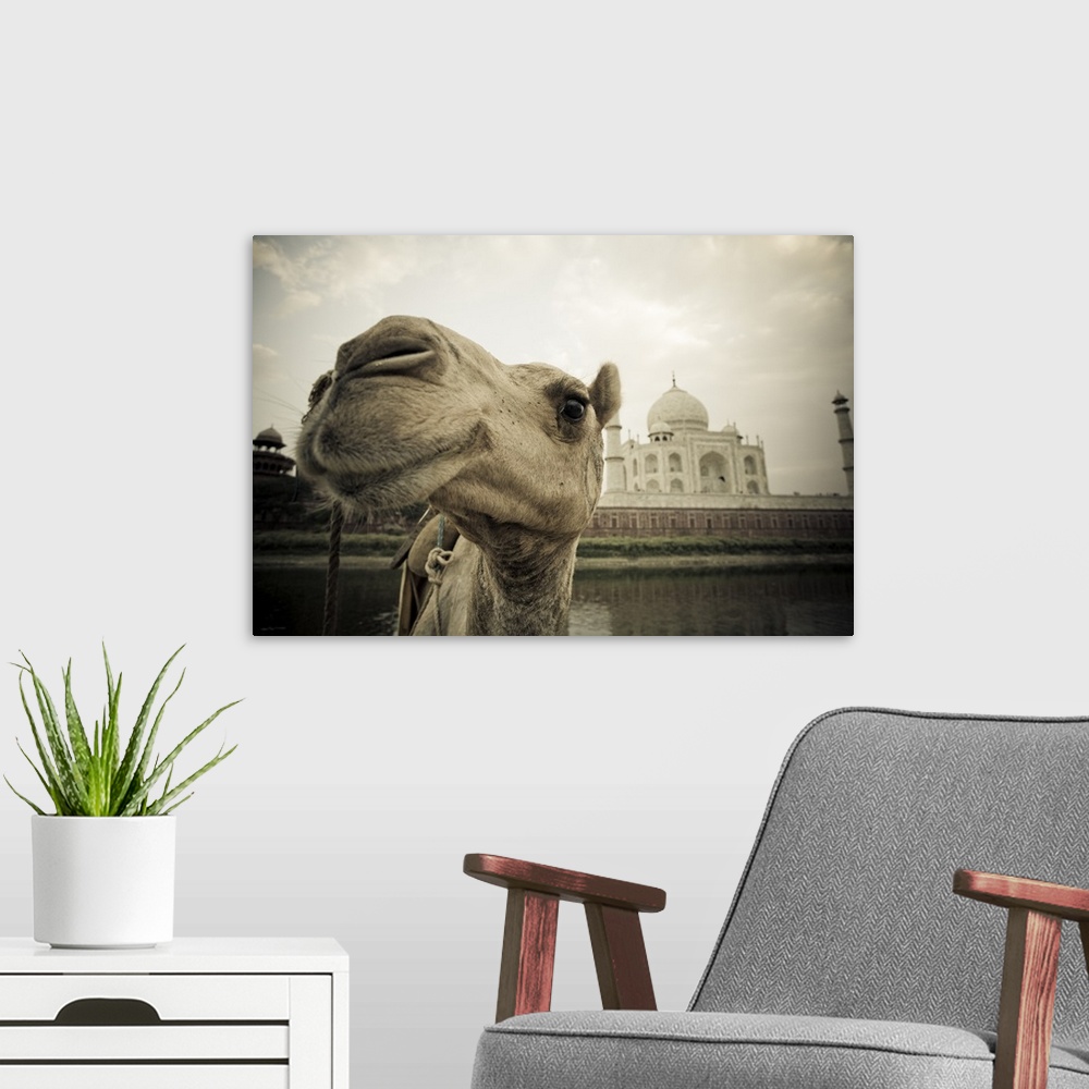 A modern room featuring Camel In Front Of The Yamuna River And Taj Mahal, Agra, India