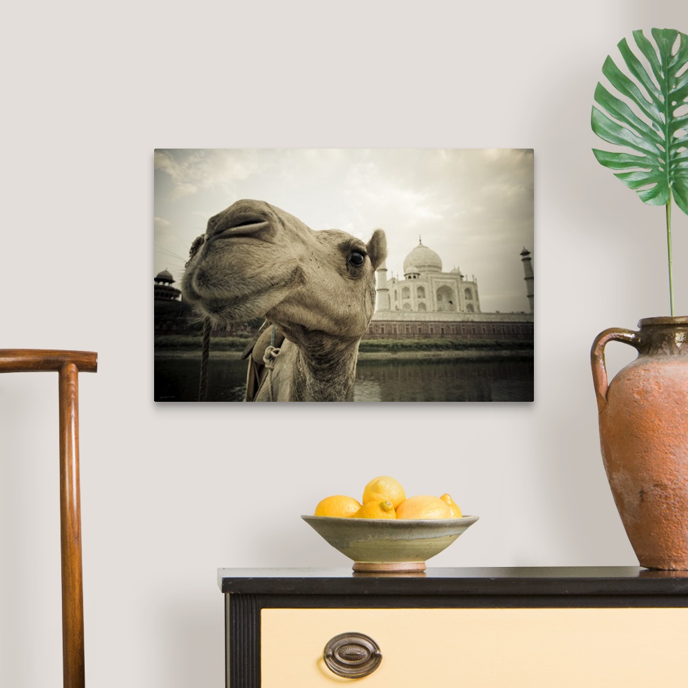 A traditional room featuring Camel In Front Of The Yamuna River And Taj Mahal, Agra, India