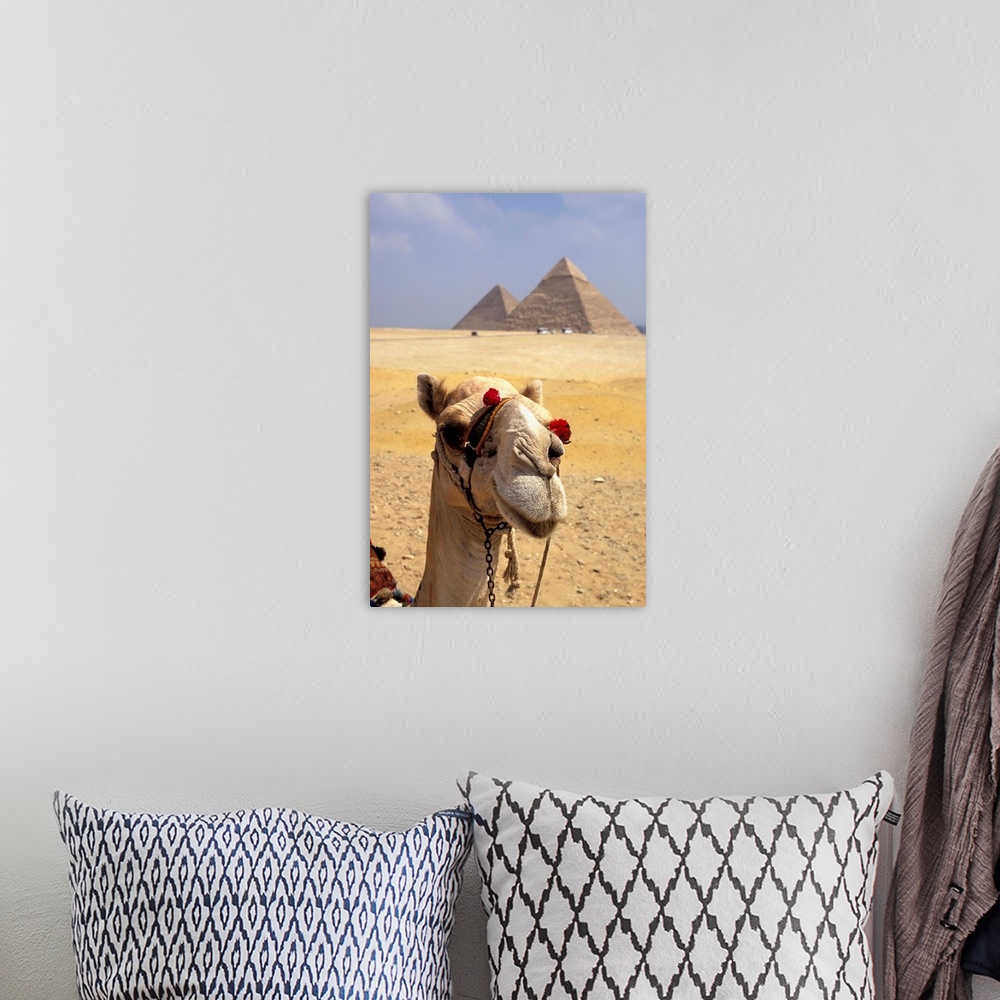 A bohemian room featuring Camel Looking At Camera With Pyramids In The Background, Giza, Egypt