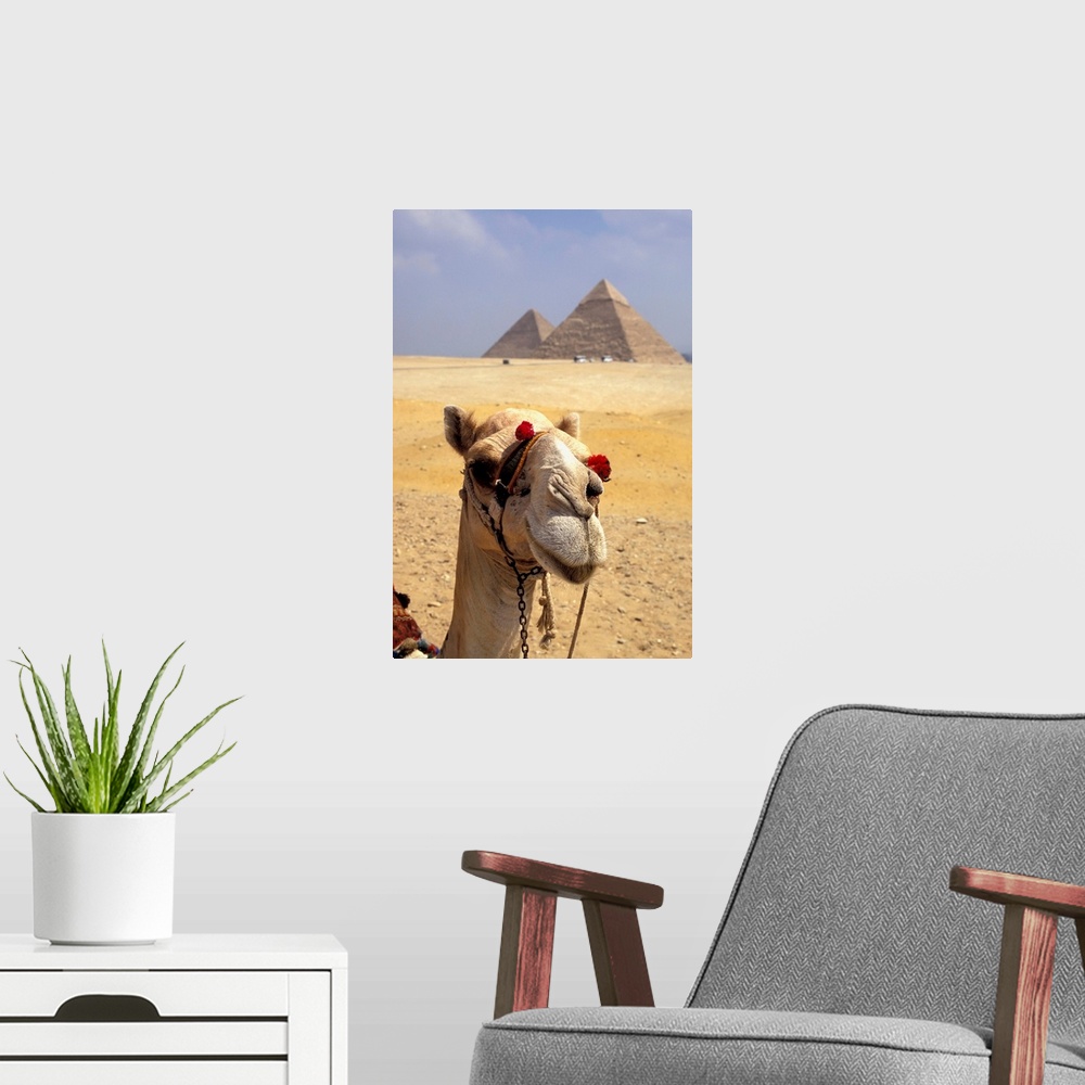 A modern room featuring Camel Looking At Camera With Pyramids In The Background, Giza, Egypt