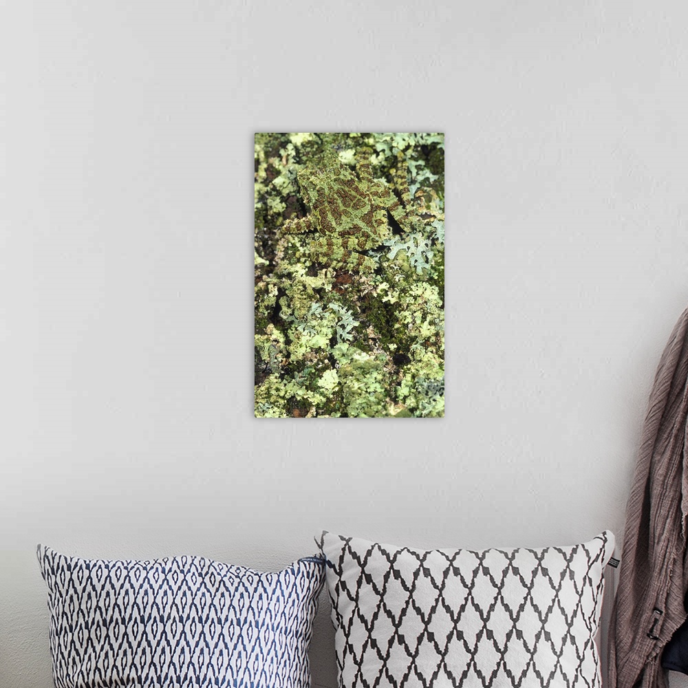 A bohemian room featuring Camouflaged Vietnamese Mossy Tree Frog