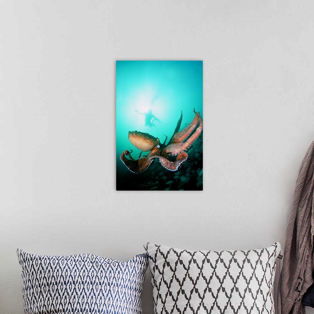 A bohemian room featuring Canada, British Columbia, Giant Pacific Octopus With Diver
