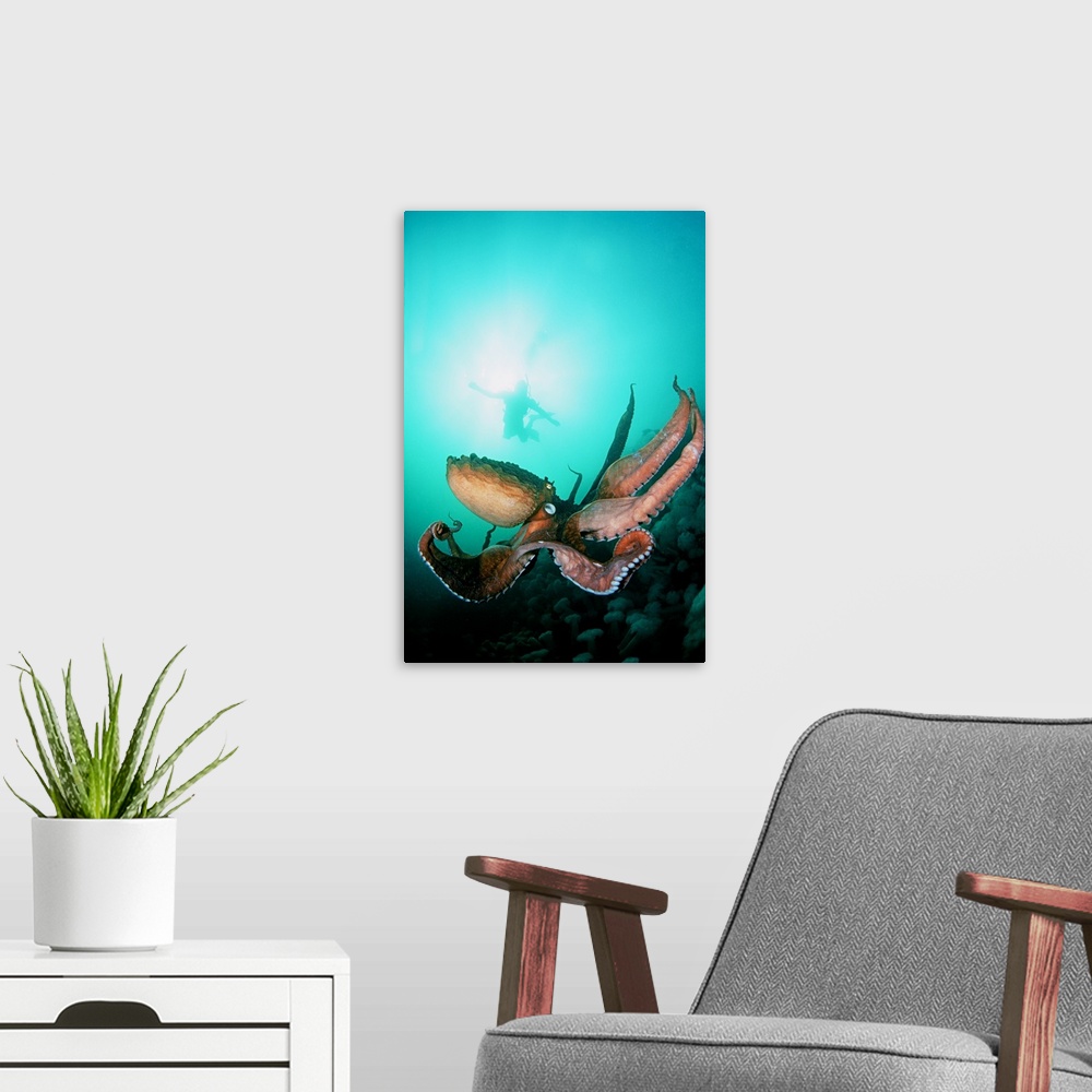 A modern room featuring Canada, British Columbia, Giant Pacific Octopus With Diver