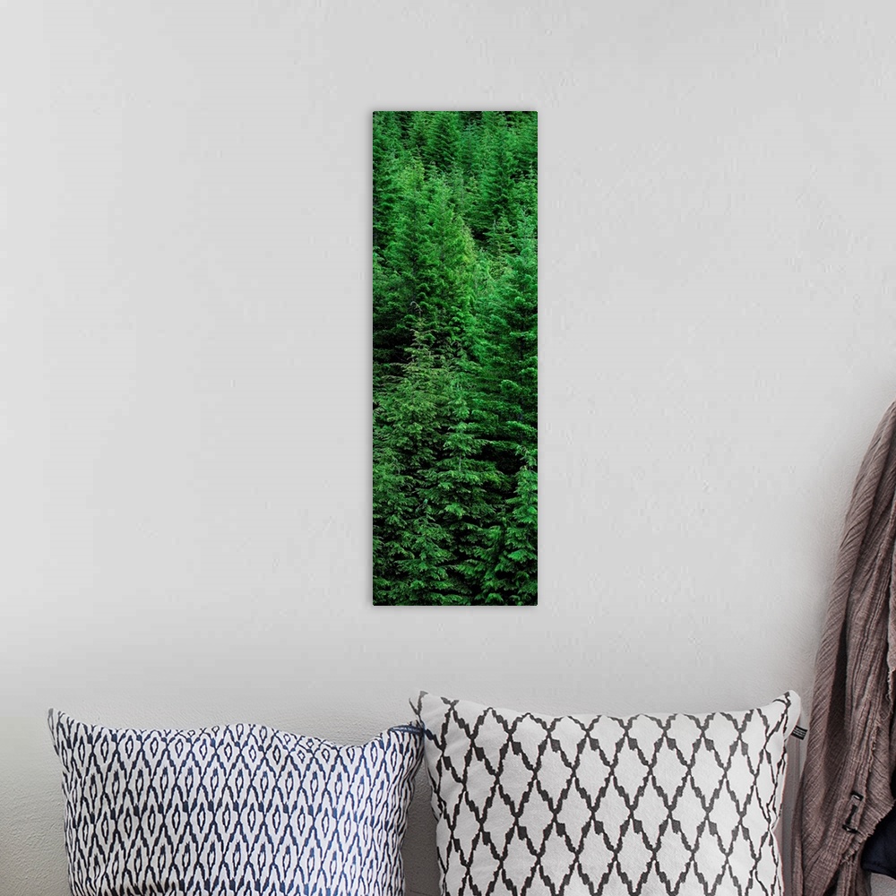 A bohemian room featuring Canada, British Columbia, Vancouver Island, Temperate Rainforest