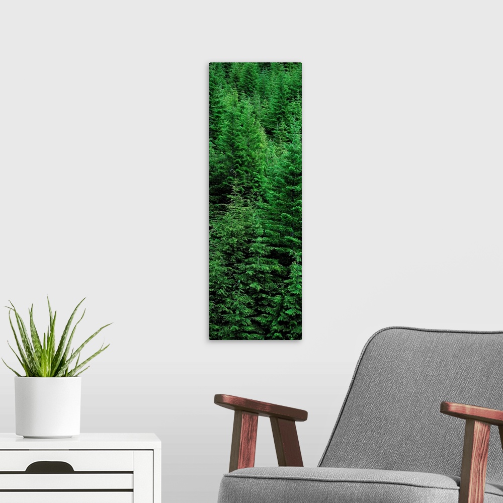 A modern room featuring Canada, British Columbia, Vancouver Island, Temperate Rainforest