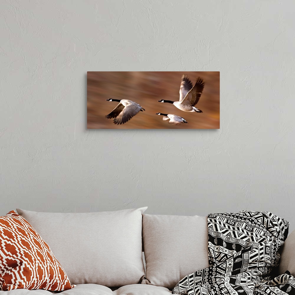 A bohemian room featuring Canada Geese (Branta Canadensis) In Flight