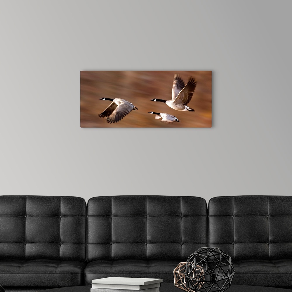 A modern room featuring Canada Geese (Branta Canadensis) In Flight