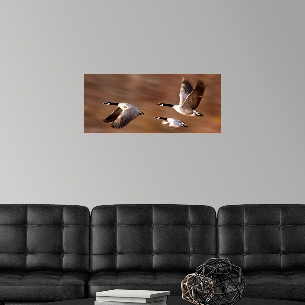 A modern room featuring Canada Geese (Branta Canadensis) In Flight