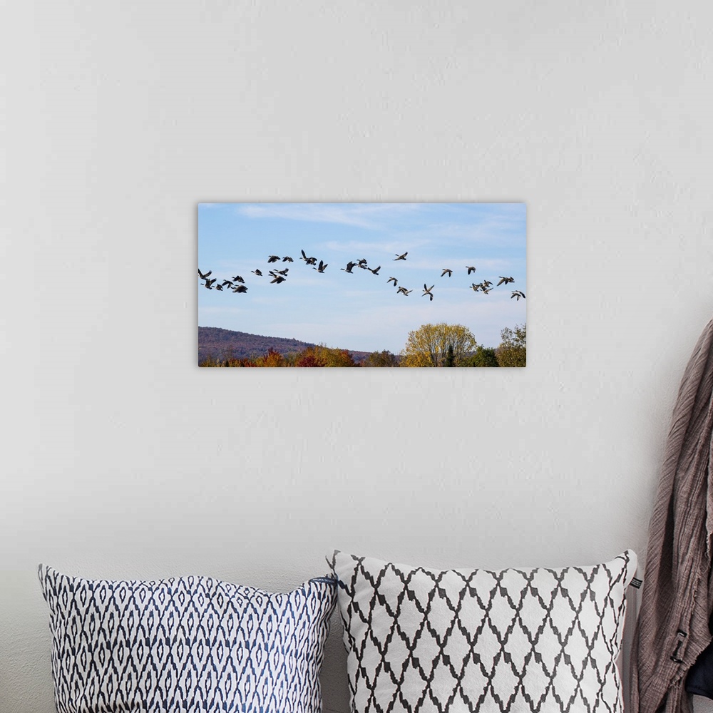 A bohemian room featuring Canada geese (Branta canadensis) in flight in a blue sky with cloud and autumn coloured foliage o...