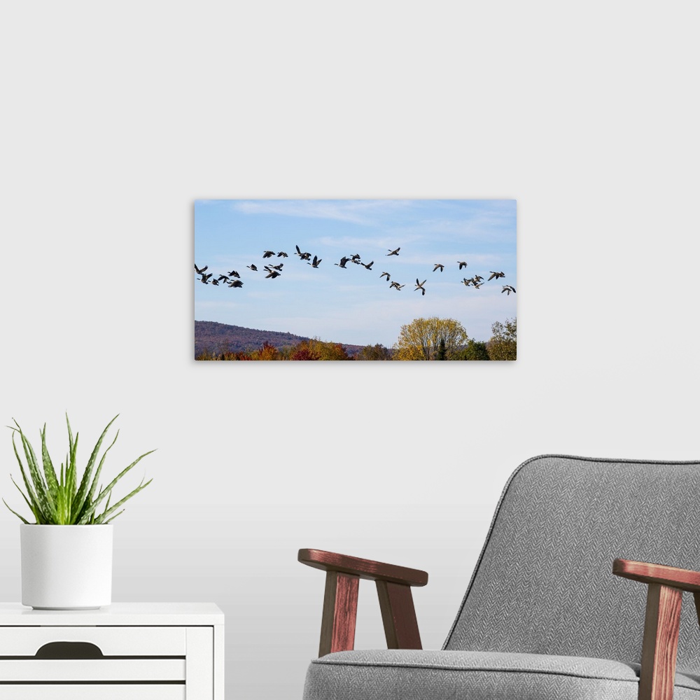 A modern room featuring Canada geese (Branta canadensis) in flight in a blue sky with cloud and autumn coloured foliage o...