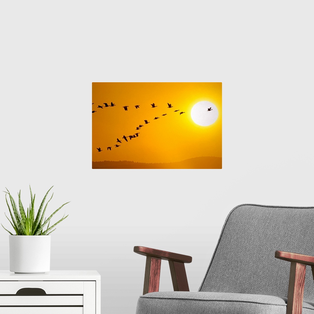 A modern room featuring A flock of geese is pictured in V formation as they fly high in the sky with a large sun in the b...