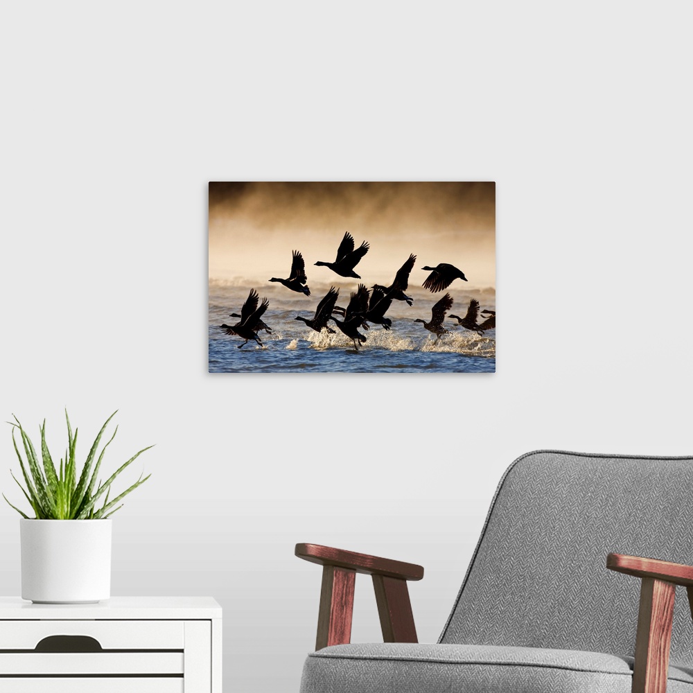 A modern room featuring Canada Geese take flight on a misty winter morning, Lynn Canal, Southeast Alaska, Winter