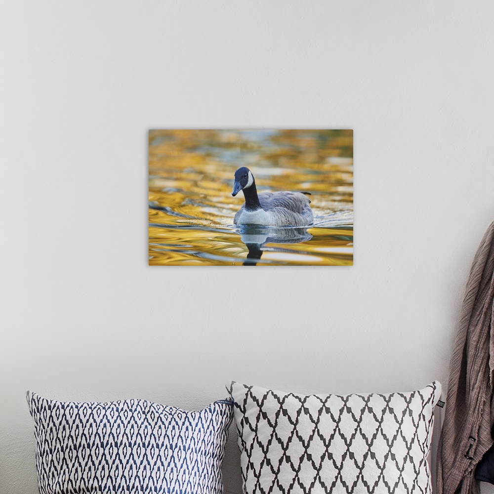 A bohemian room featuring Canada goose (Branta canadensis) swimming in a lake, Bavaria, Germany