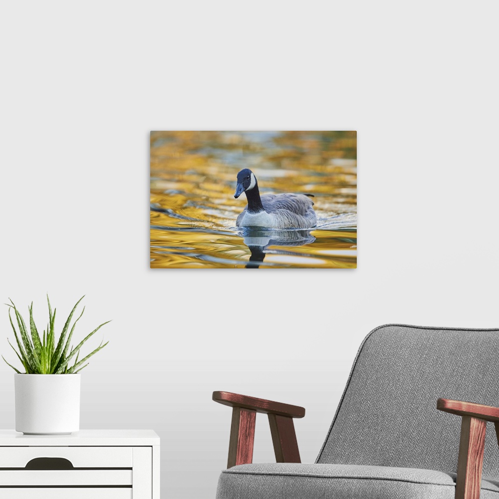 A modern room featuring Canada goose (Branta canadensis) swimming in a lake, Bavaria, Germany