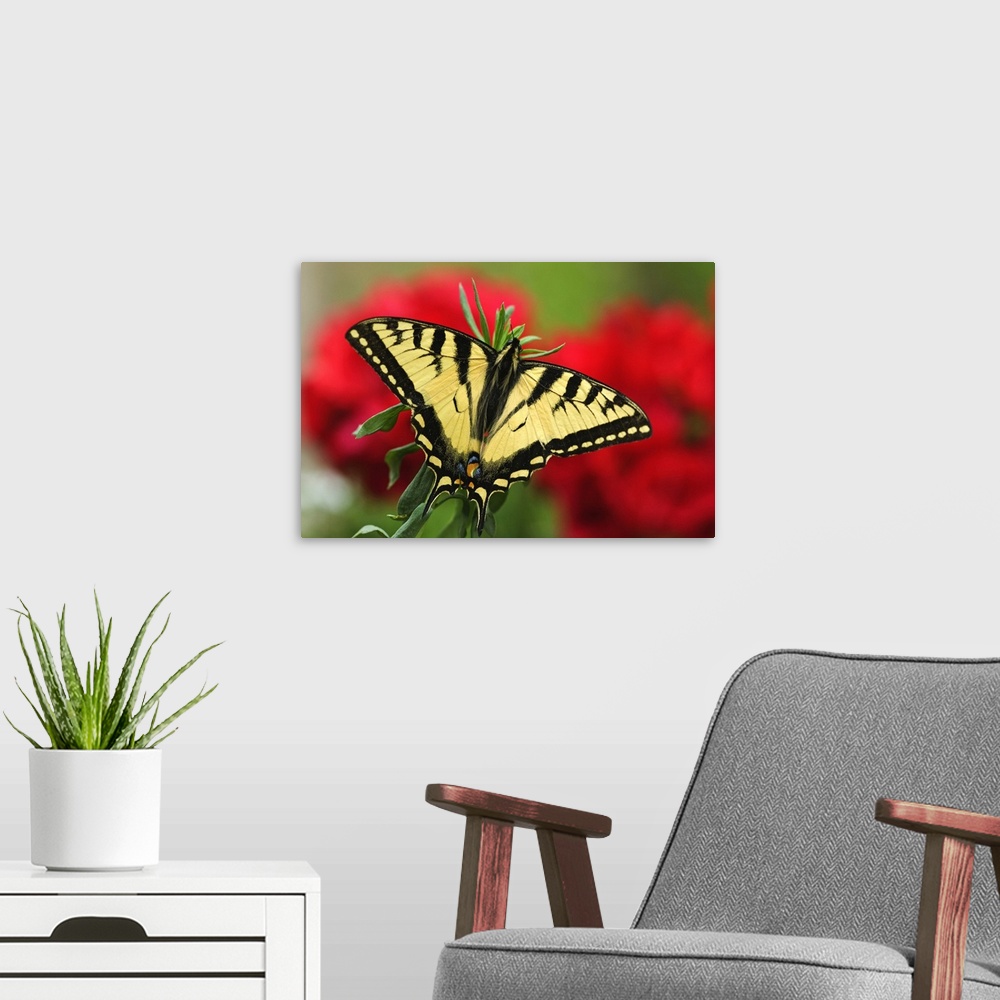 A modern room featuring Close Up Of A Canadian Tiger Swallowtail Butterfly With Red Geraniam Flowers In Background