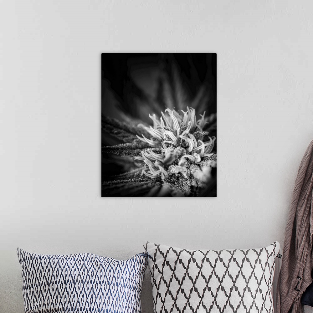 A bohemian room featuring Close-up of a maturing cannabis plant and flower with visible trichomes. Marina, California, unit...