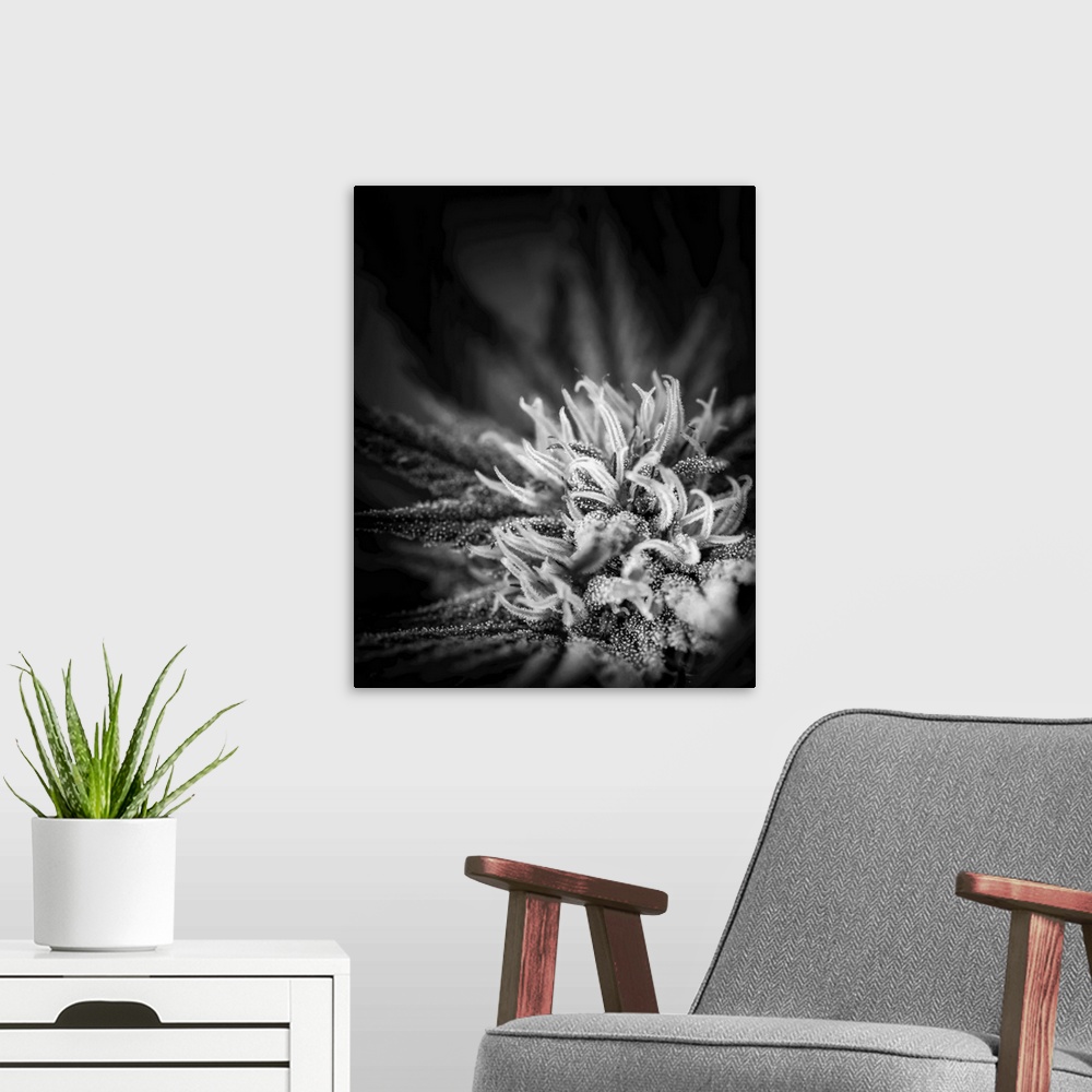 A modern room featuring Close-up of a maturing cannabis plant and flower with visible trichomes. Marina, California, unit...