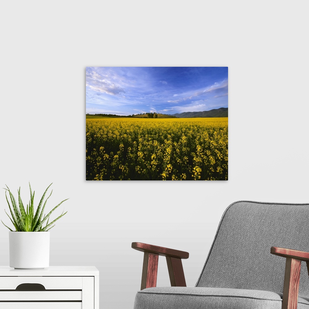 A modern room featuring Canola field in bloom in the morning light of Montana's Mission Valley, Polson, Montana
