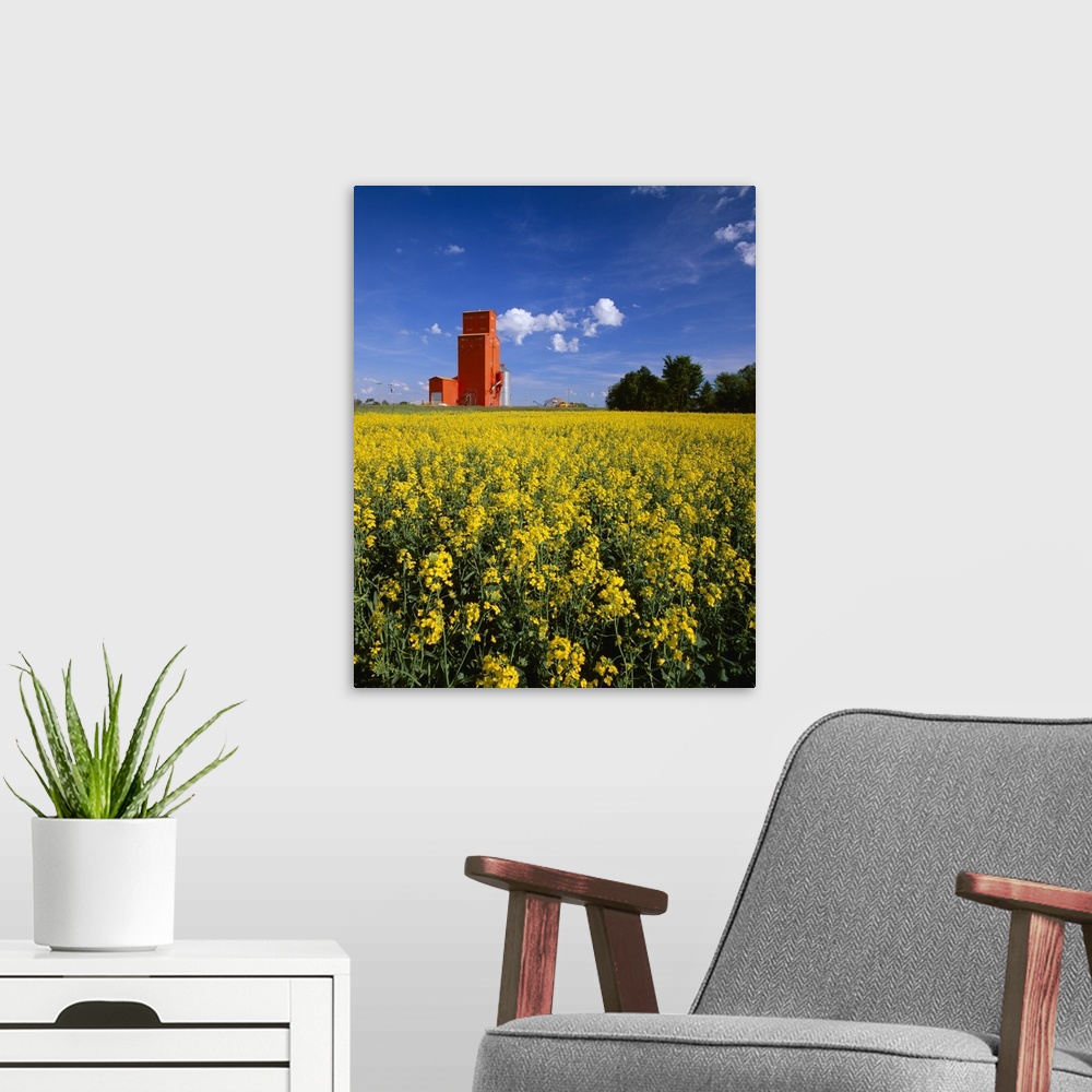 A modern room featuring Canola field in full bloom with a red grain elevator
