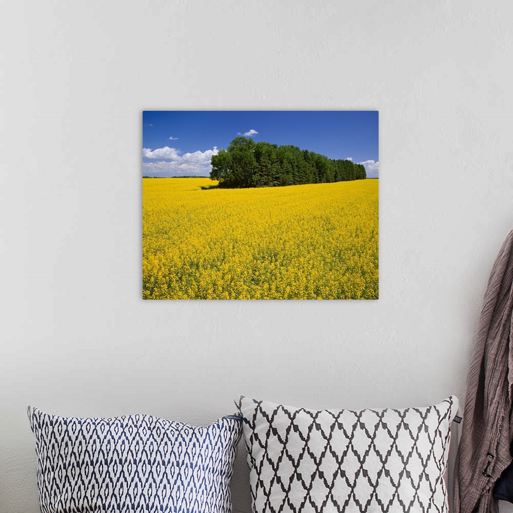 A bohemian room featuring Canola field in full bloom with a tree shelter belt passing through the field