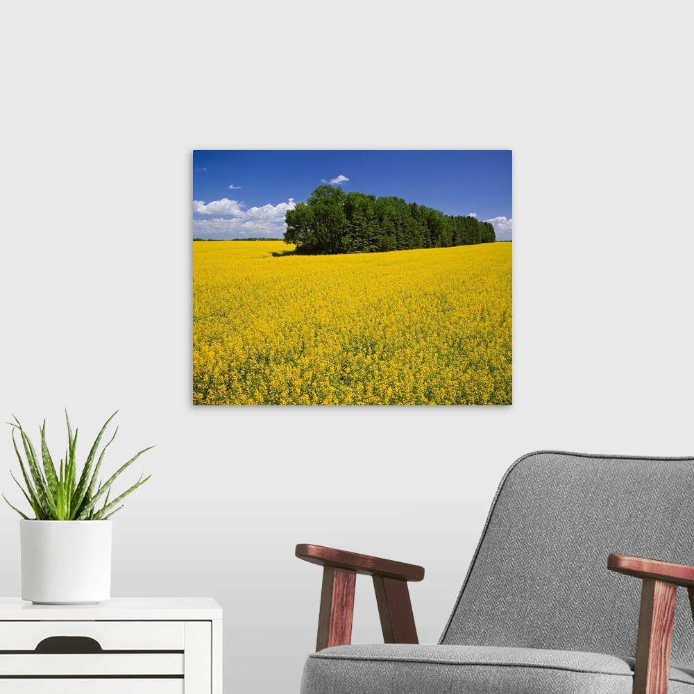 A modern room featuring Canola field in full bloom with a tree shelter belt passing through the field