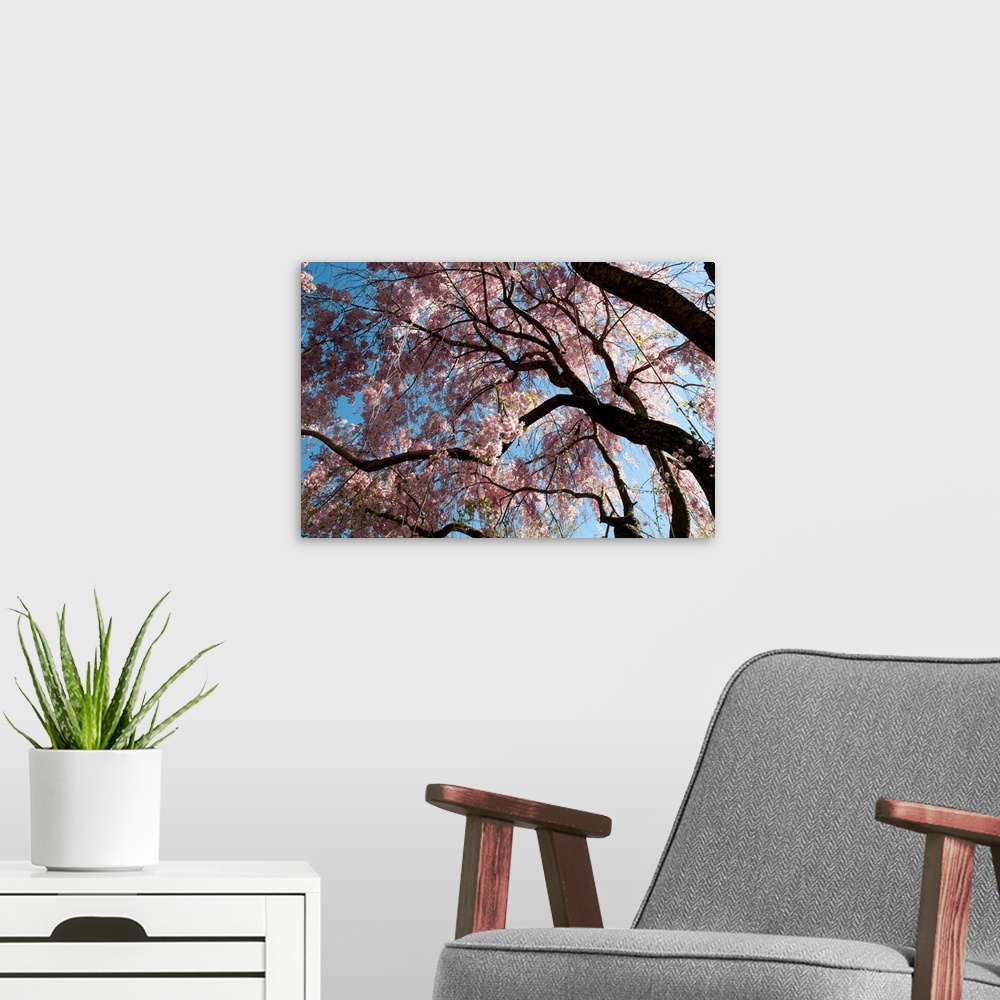 A modern room featuring Canopy of weeping Higan cherry trees, Prunus subhirtella var. pendula.