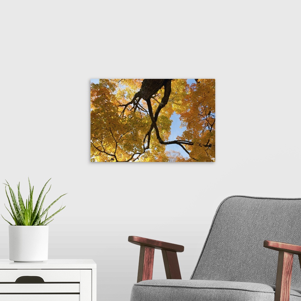 A modern room featuring Canopy view of a large sugar maple in fall. Cambridge , Mt. Auburn , Massachusetts