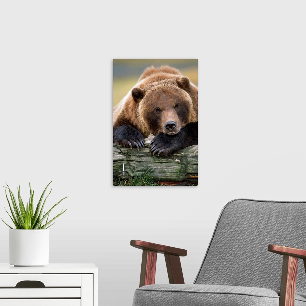 A modern room featuring Captive Brown Bear, Alaska Wildlife Conservation Center, Alaska