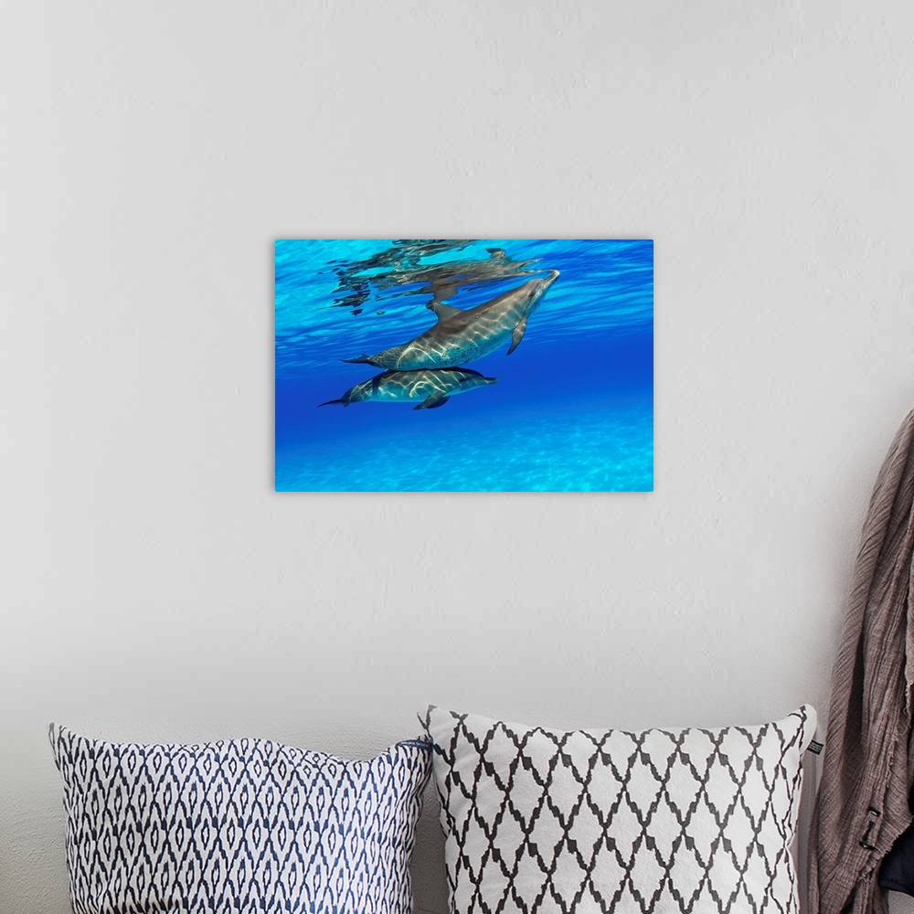 A bohemian room featuring Caribbean, Bahamas, Bahama Bank, Two Atlantic Spotted Dolphin