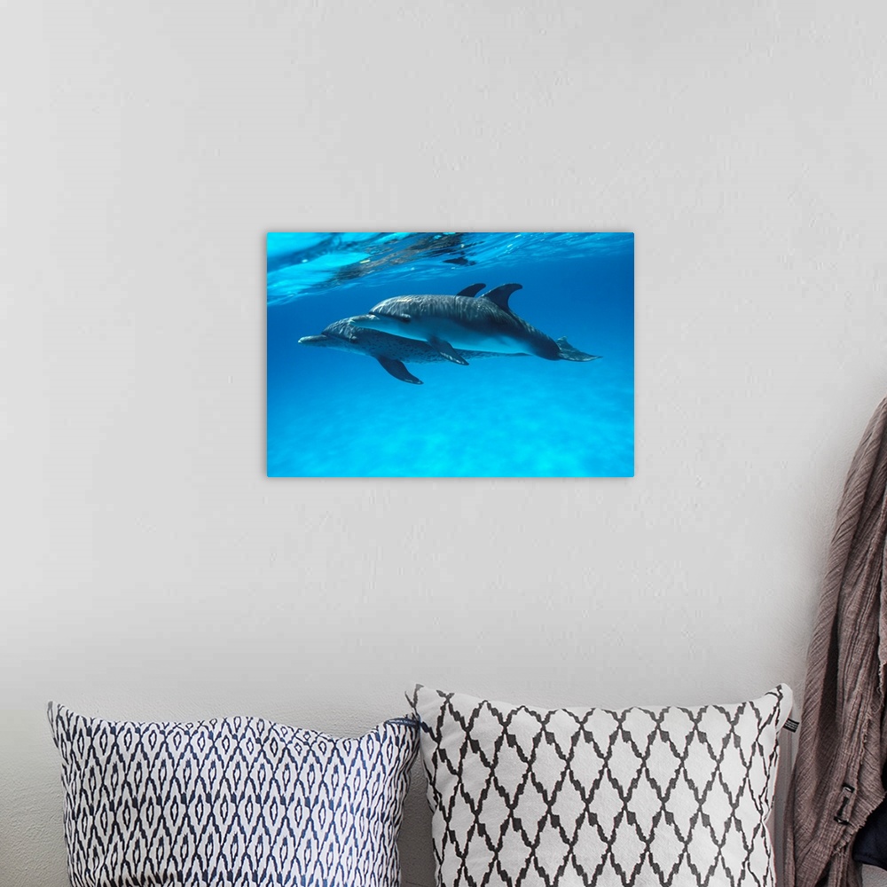 A bohemian room featuring Caribbean, Bahamas, Pair Of Spotted Dolphins Underwater Near Surface