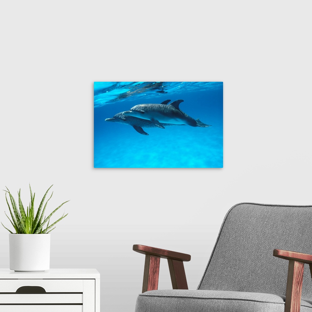 A modern room featuring Caribbean, Bahamas, Pair Of Spotted Dolphins Underwater Near Surface