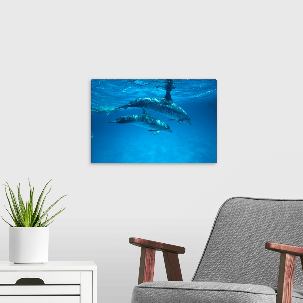 A modern room featuring Caribbean, Bahamas, Spotted Dolphins, Pair Near Surface With Reflection