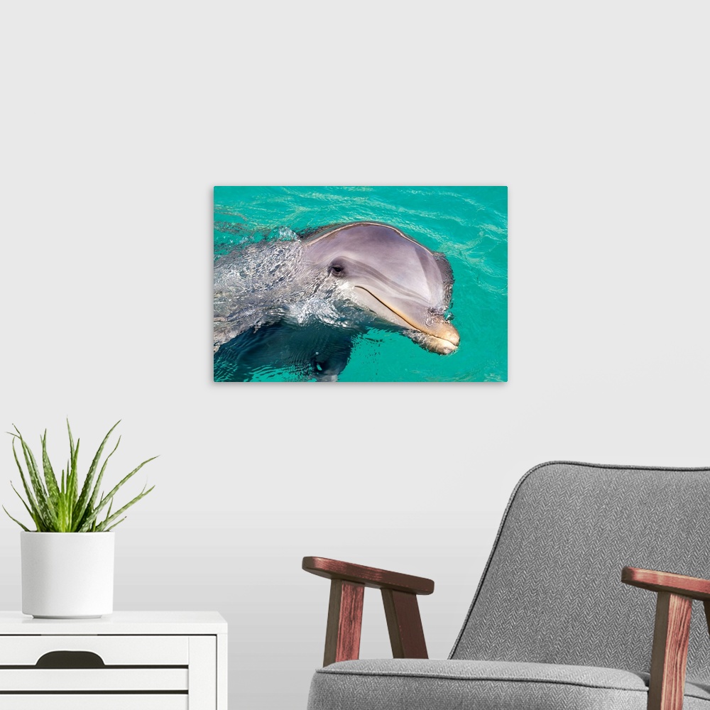 A modern room featuring Caribbean, Netherlands Antilles, Curacao, Bottlenose Dolphin (Tursiops Truncatus)
