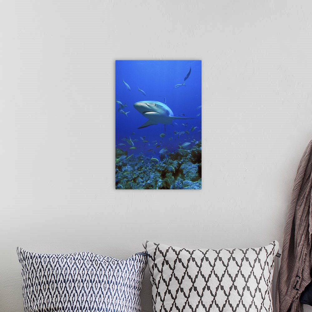 A bohemian room featuring Caribbean Reef Shark (Carcharhinus Perezi)