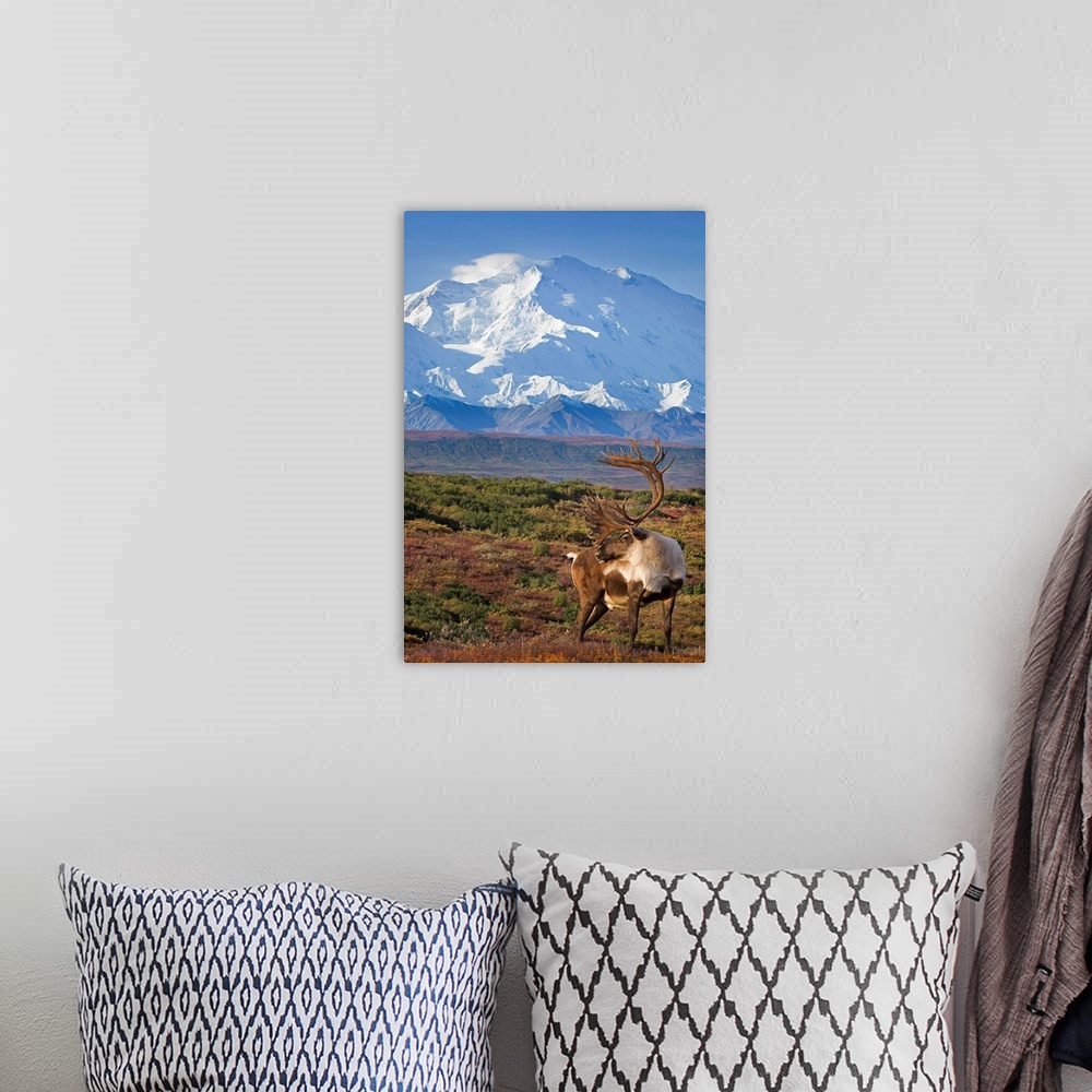 A bohemian room featuring Caribou bull standing on a ridgeline with Mt. McKinley and Denali National Park