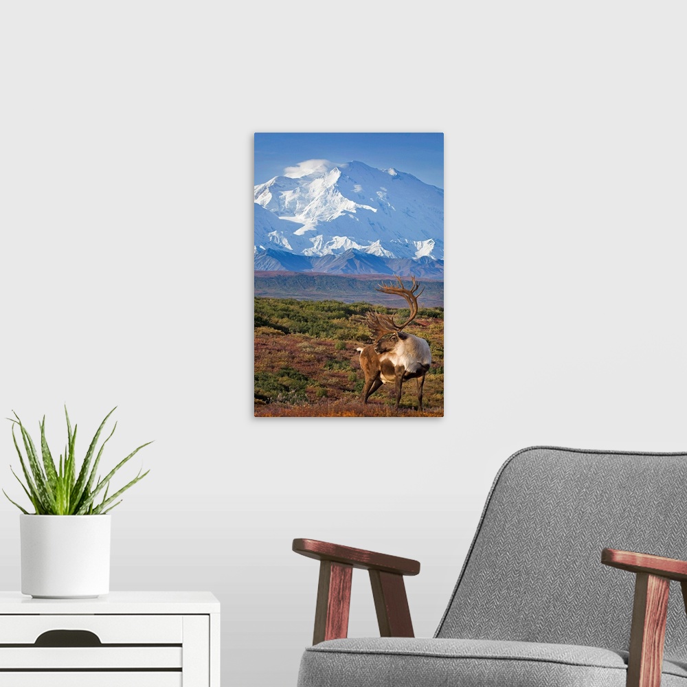 A modern room featuring Caribou bull standing on a ridgeline with Mt. McKinley and Denali National Park