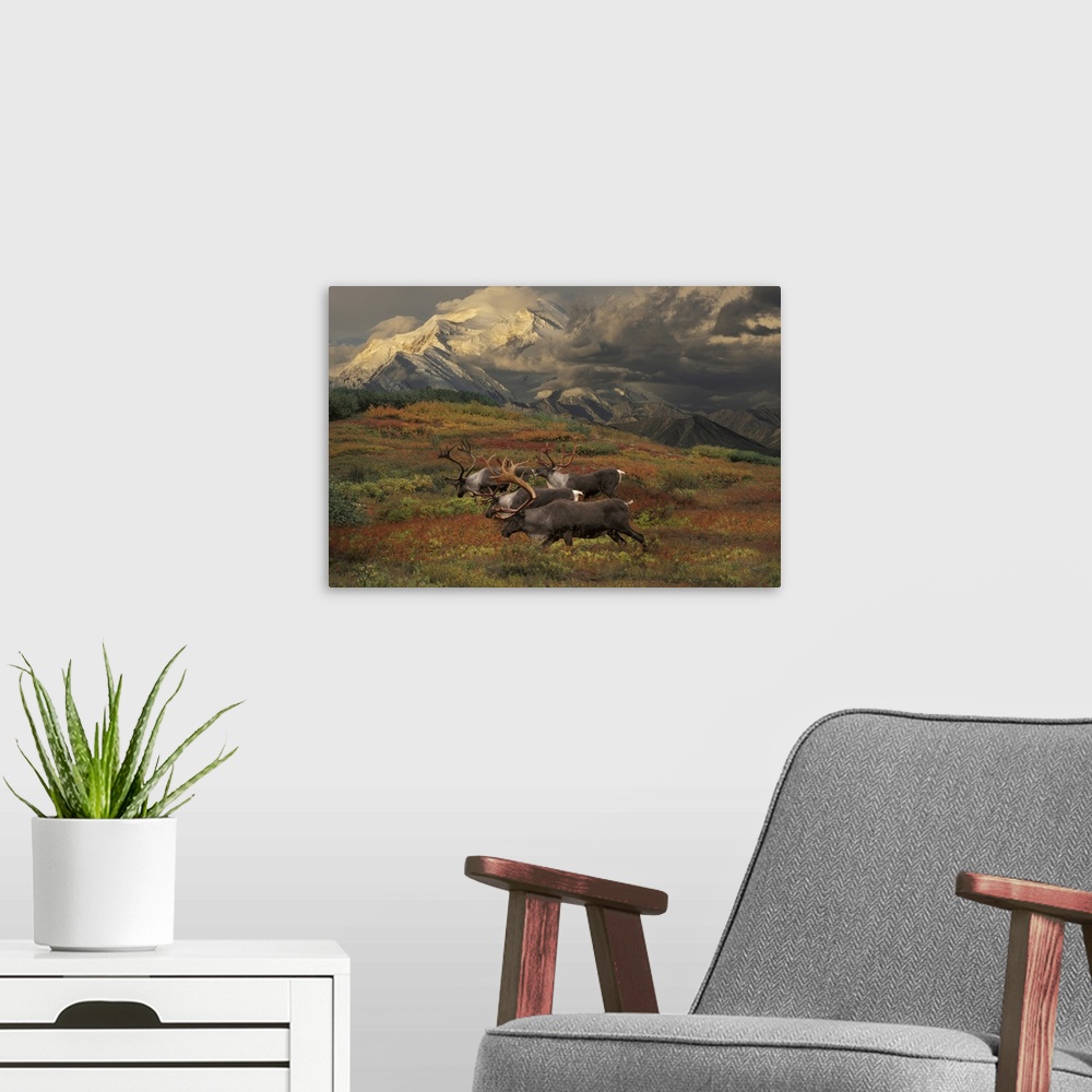 A modern room featuring Compostie Caribou Graze On Tundra During Autumn With Mt. Mckinley In The Background In Denali Nat...
