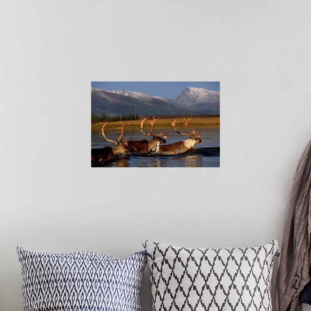 A bohemian room featuring Caribou Herd Swimming Across Kobuk River, Arctic Alaska