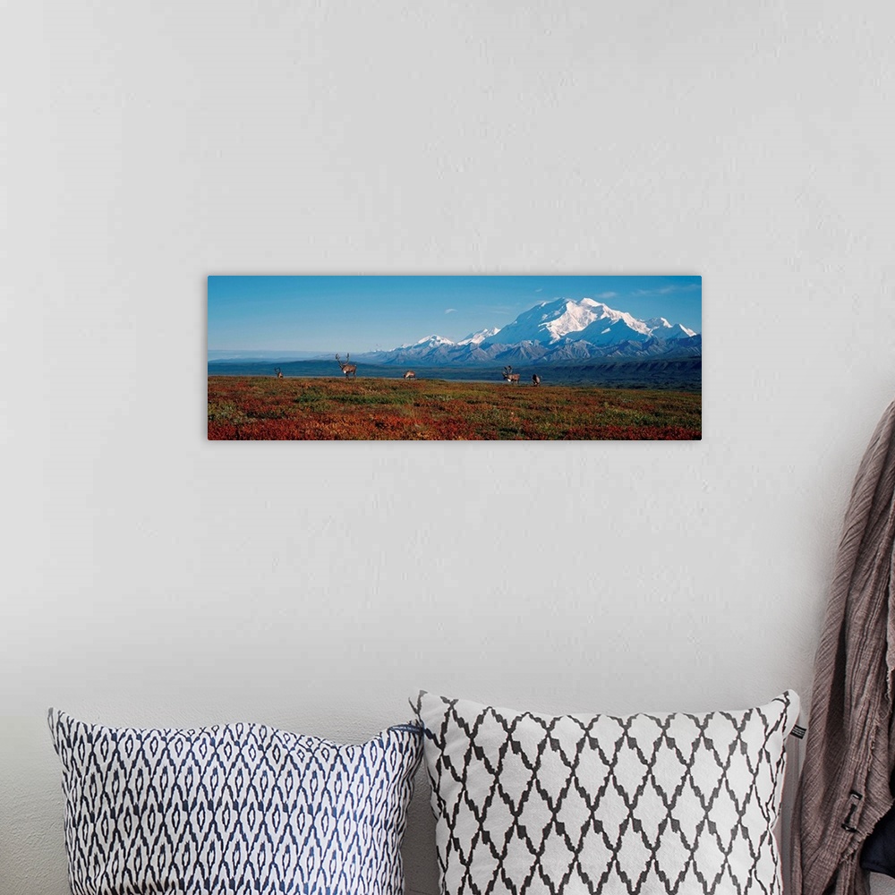A bohemian room featuring Caribou On Tundra With Mt McKinley, Denali National Park, Interior, Alaska