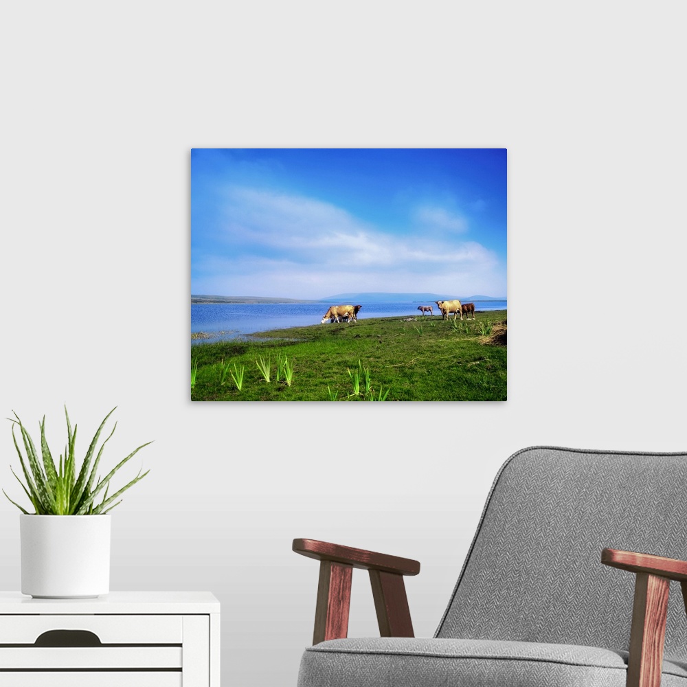 A modern room featuring Carrowmore Lake, County Mayo, Ireland, Cattle