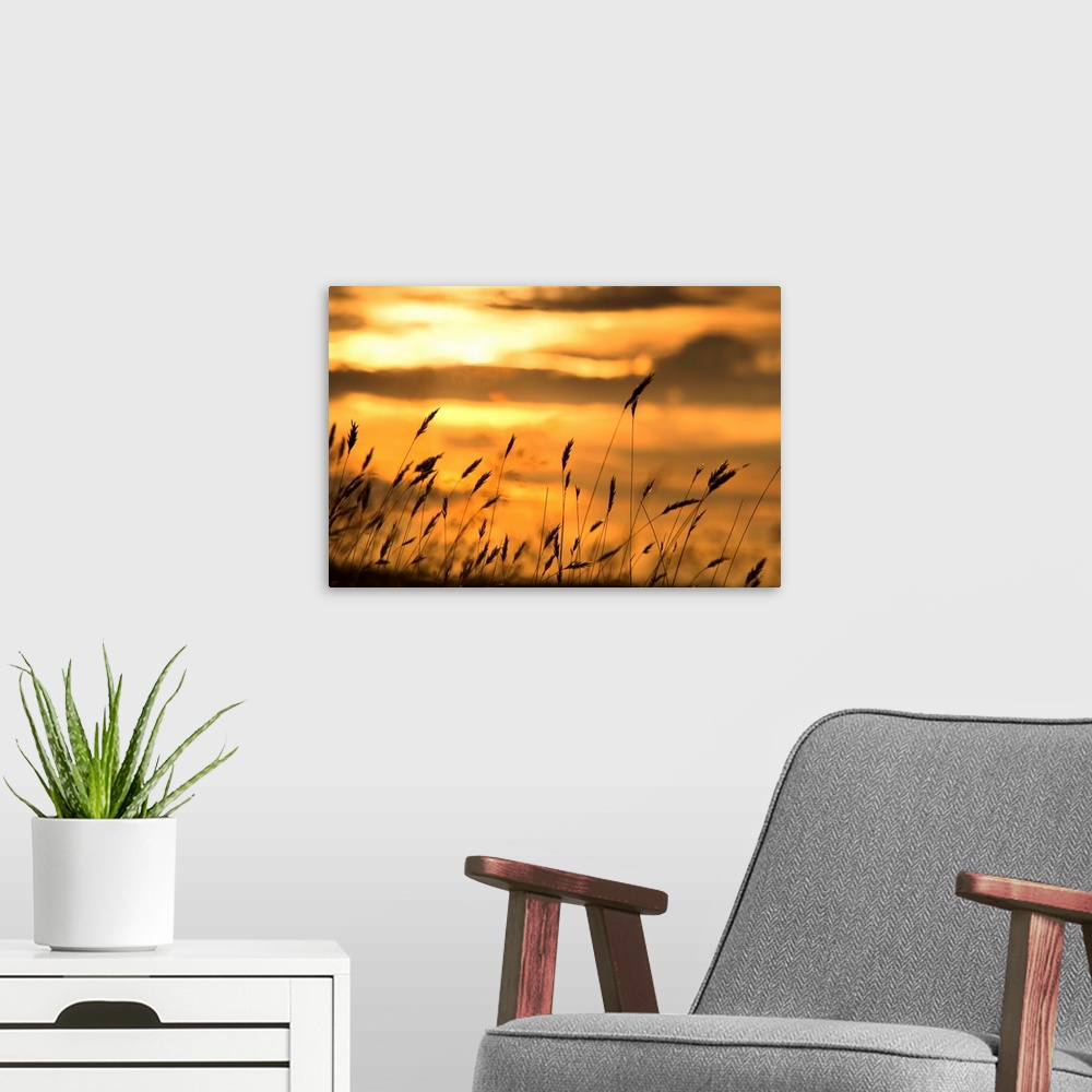 A modern room featuring Cattails In The Sunset