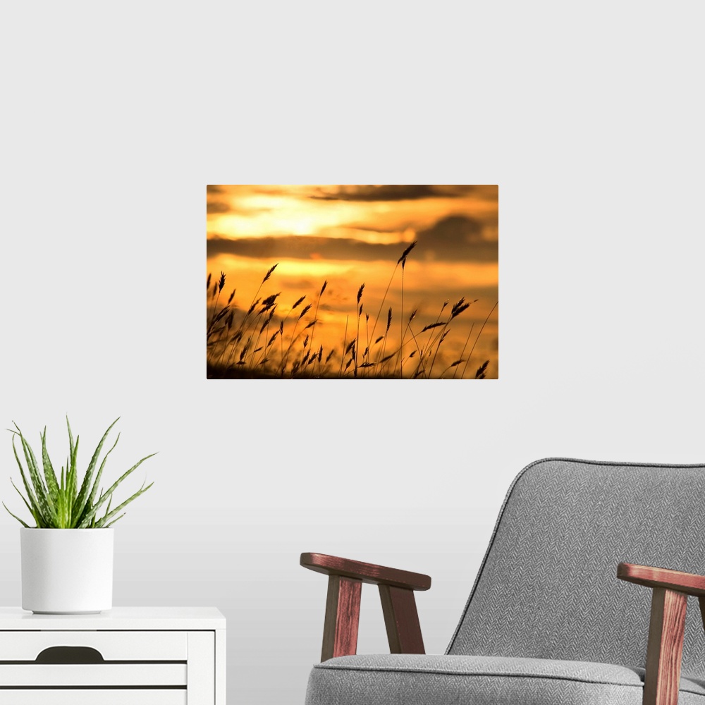 A modern room featuring Cattails In The Sunset