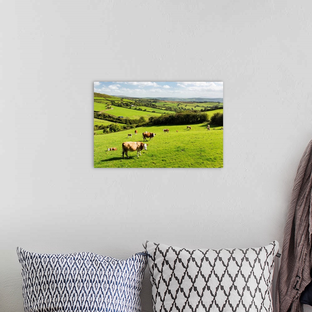 A bohemian room featuring Cattle grazing on lush green hilly pastures with trees separating fields, County Kerry, Ireland.